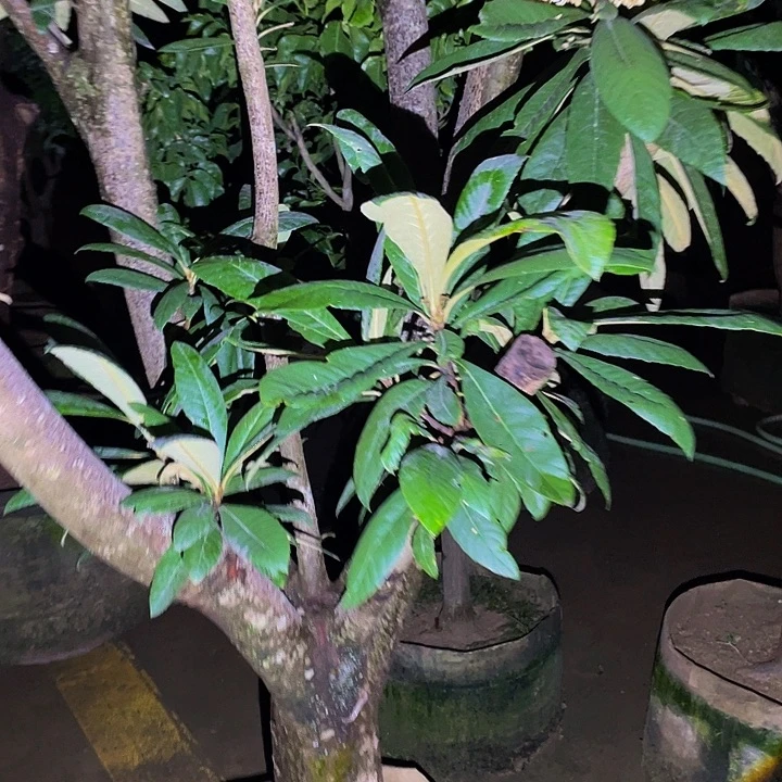 绿***店完全开放果树888888