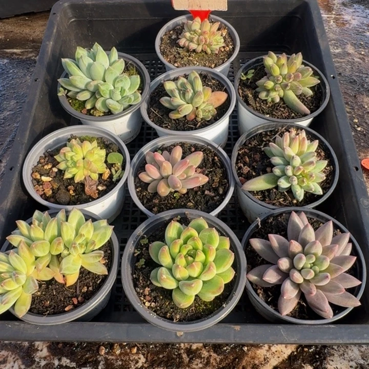 286多肉植物一物一拍