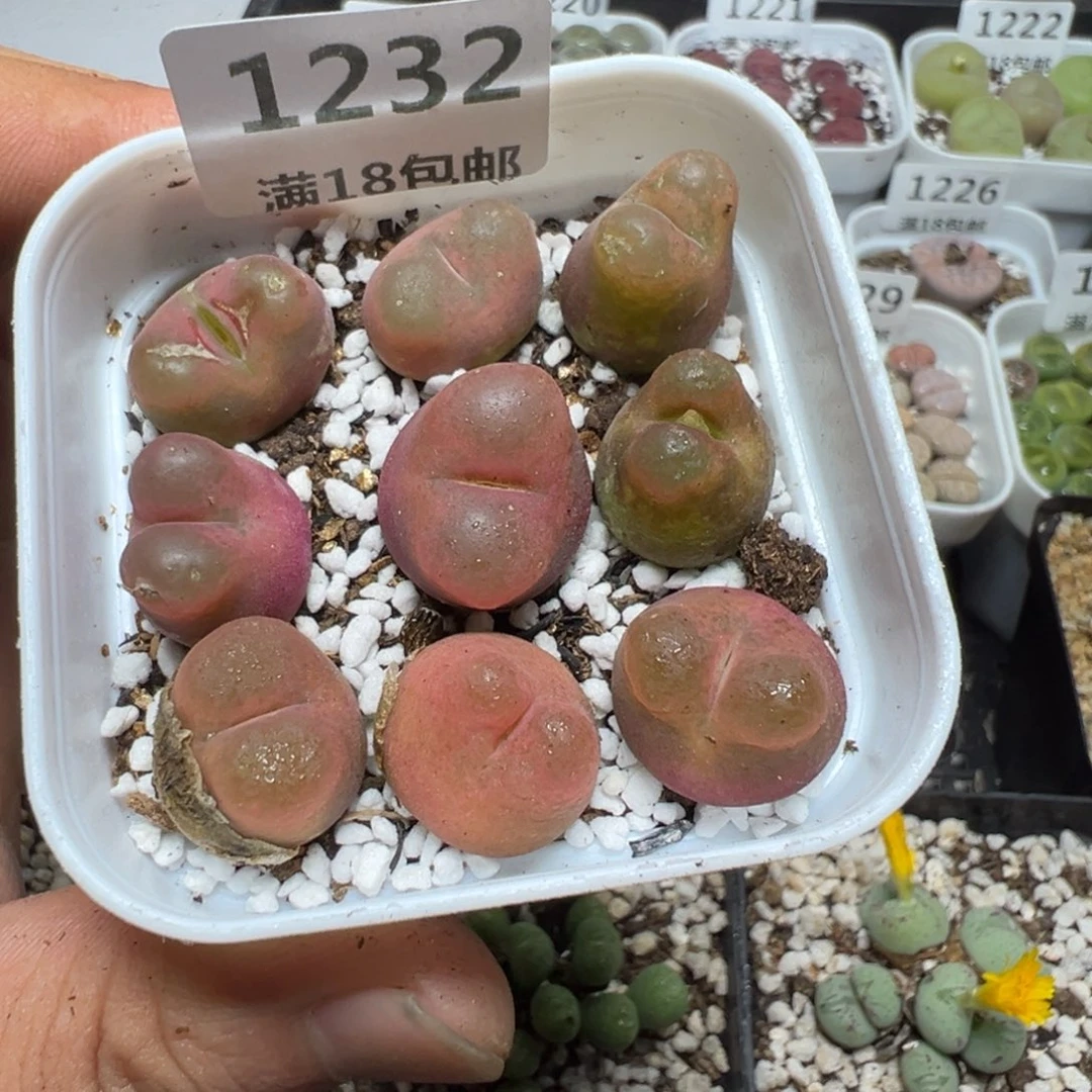 【闪购商品】 1232。