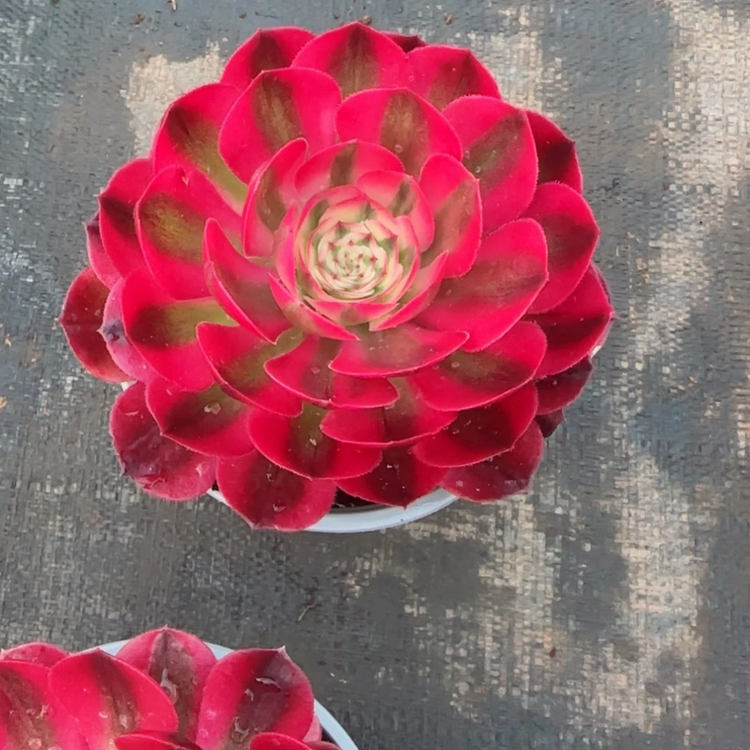 心***歌倾城变异秋天发货