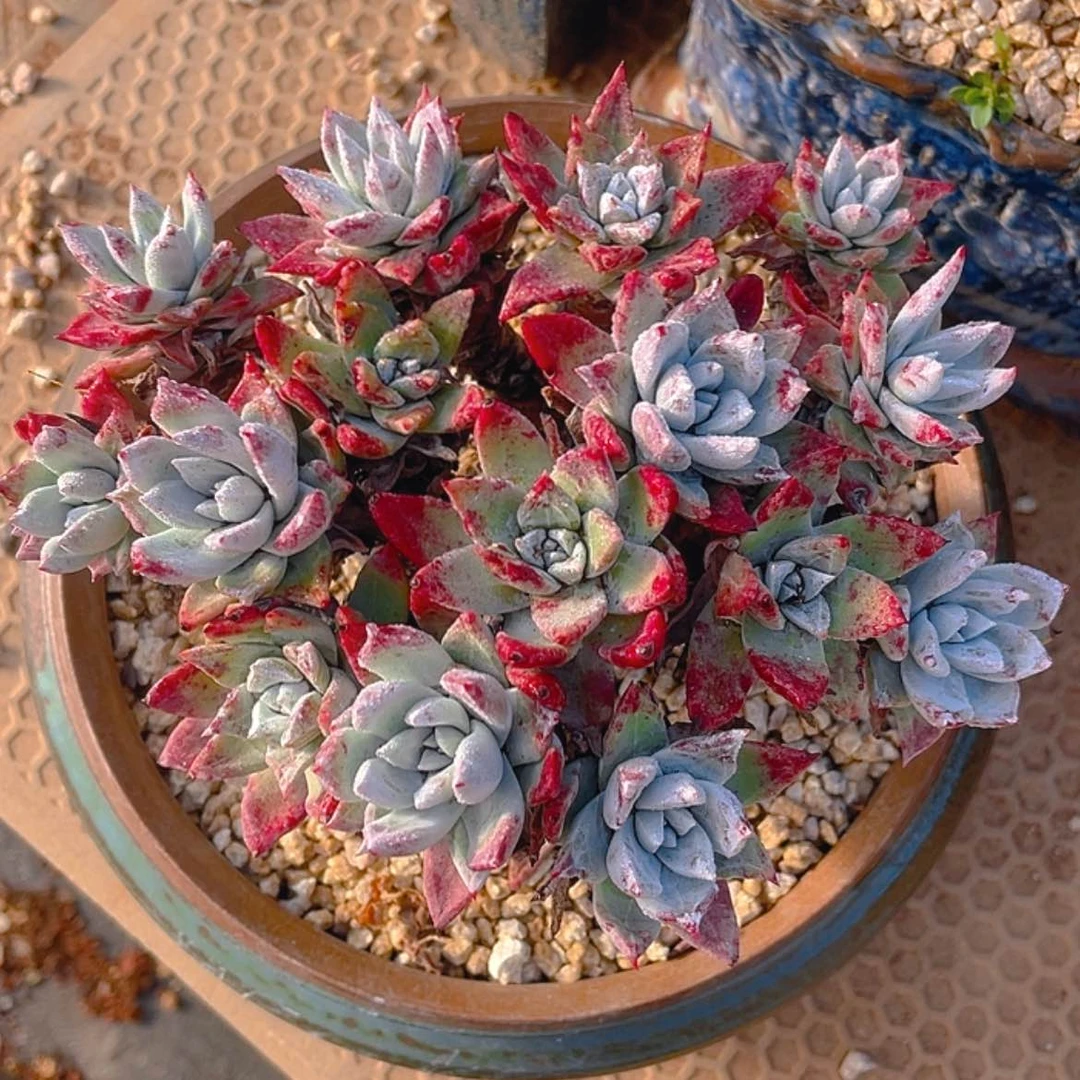 【闪购商品】流丹白豪