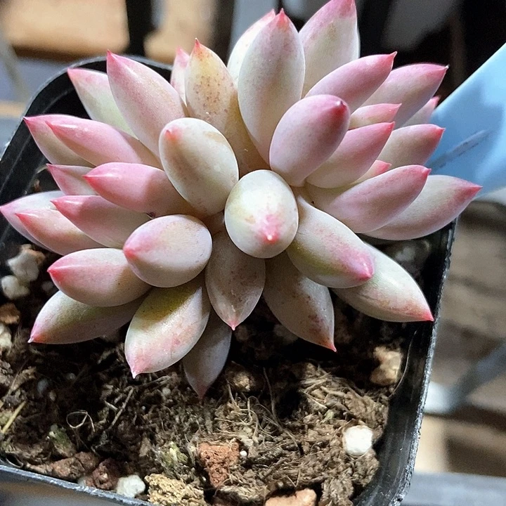 多肉酱虞美人6048