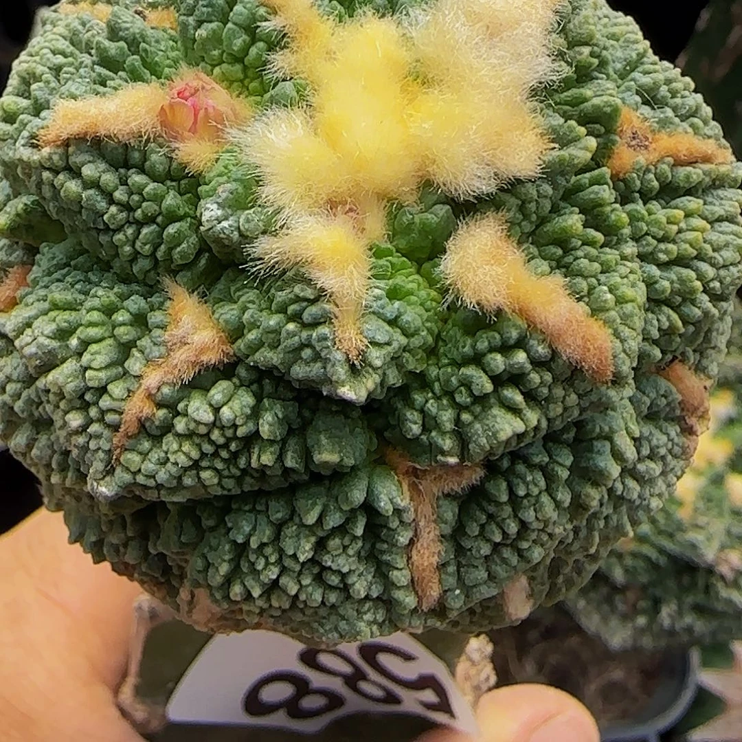 龟甲怒锦588仙人球开花