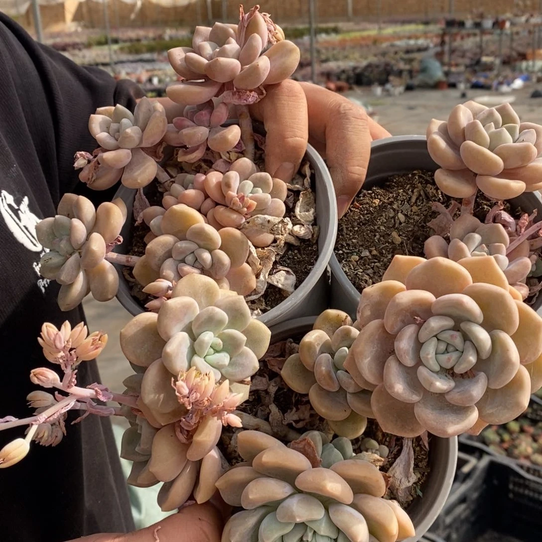 克洛伊整桩整群三盆，120杯