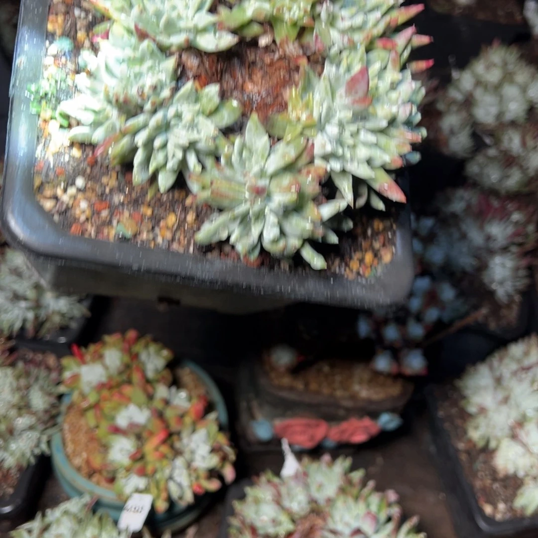 511哈哈哈哈哈哈哈