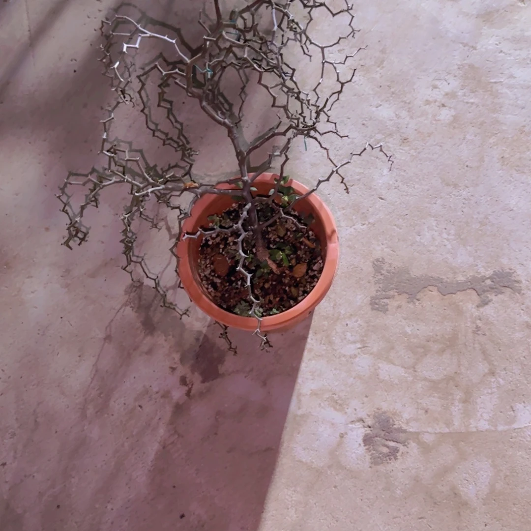 k***n块根植物块根植物