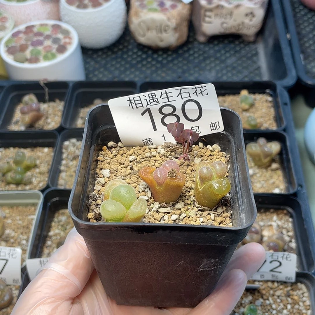 草***?相遇开播福利180