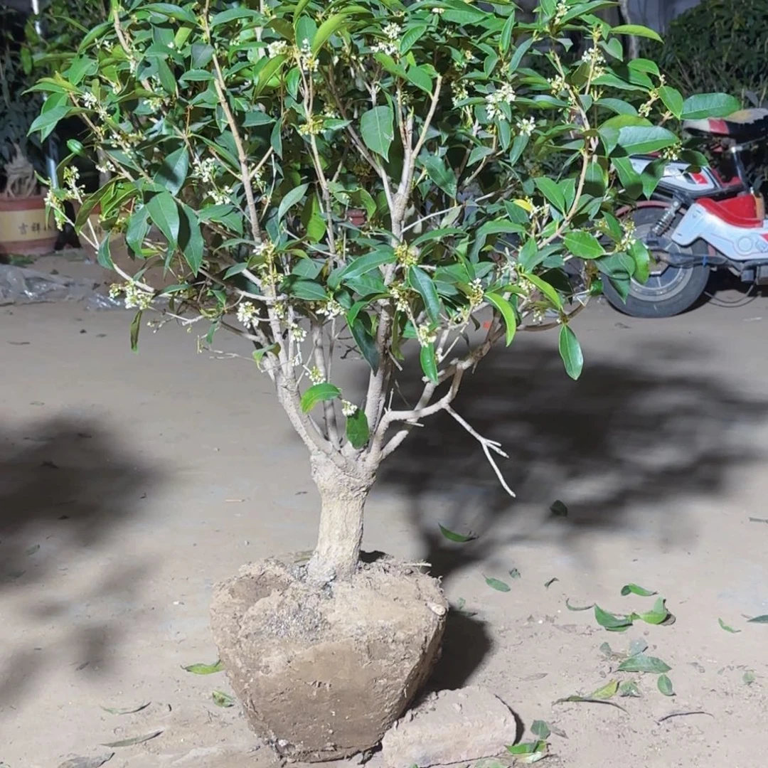 鸿***业桂花。四季桂系列