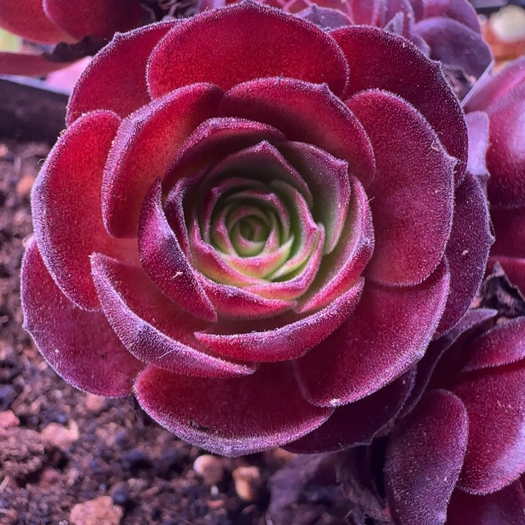 L261半城玫瑰水晶红冠侧芽