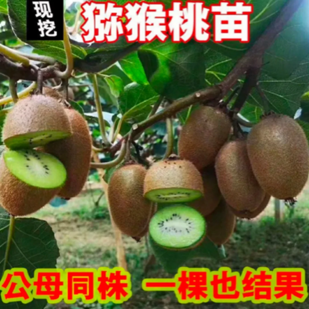 红心猕猴桃黄心绿心猕猴桃树苗公母同株嫁接苗当年惊喜