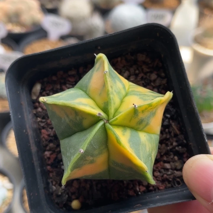 鸾凤玉锦            实生根