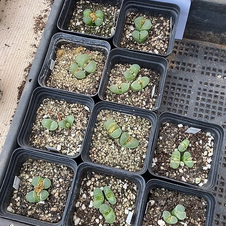 22314。  极窗风铃一盒带盆发货。