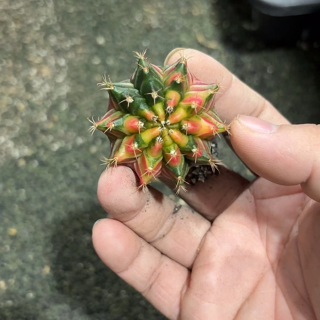 燚***爱泰国米哈实生54-1121