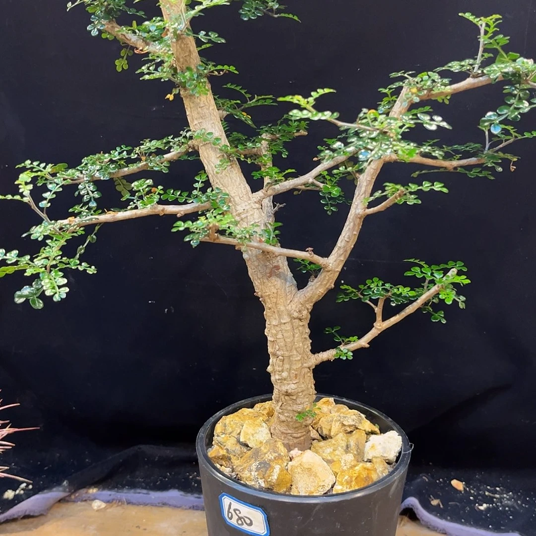 汤圆植物裂加漆树好看
