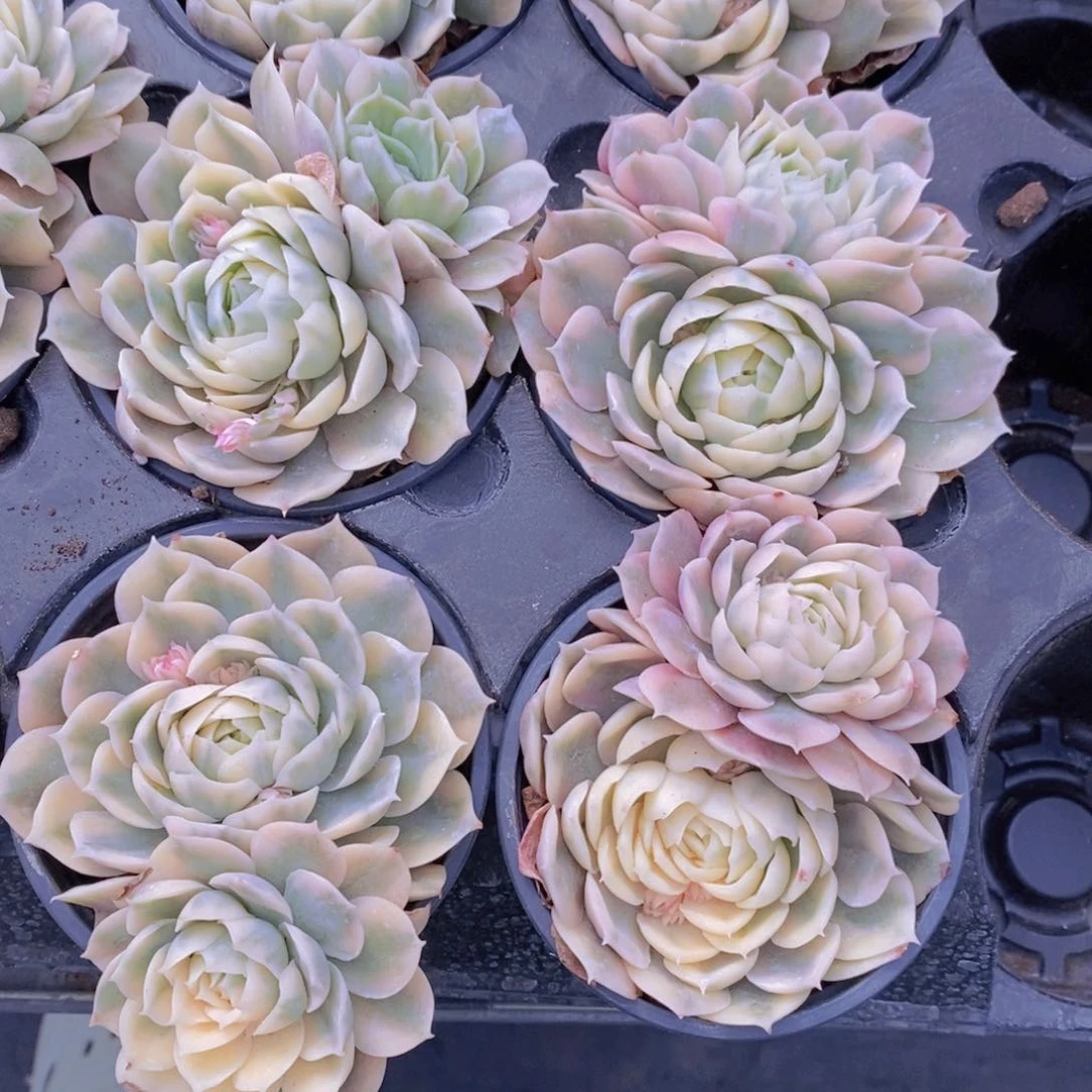 量拍11号 母本昂斯诺锦双头一个