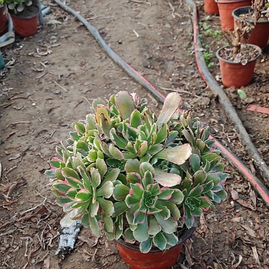 浣纱加急发货法师1