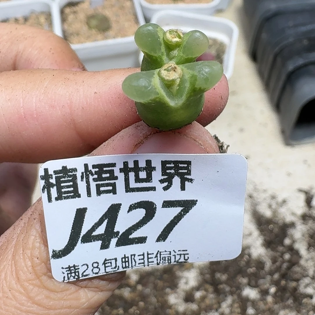 多肉植物的润泽fgb