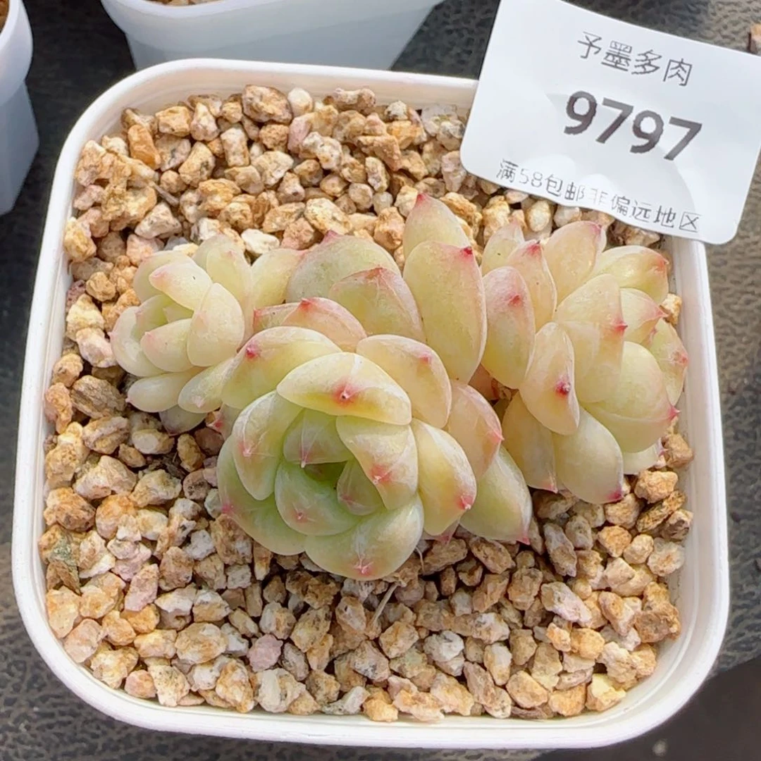 海棠花，9797多肉植物