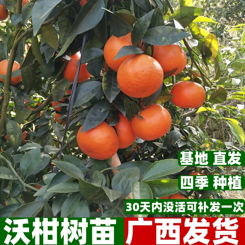 广西武鸣沃柑苗无核019高产嫁接树苗纯正甜柑橘南方种植当年结果
