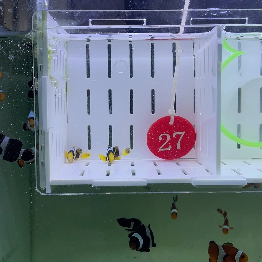 海水鱼人工金双待