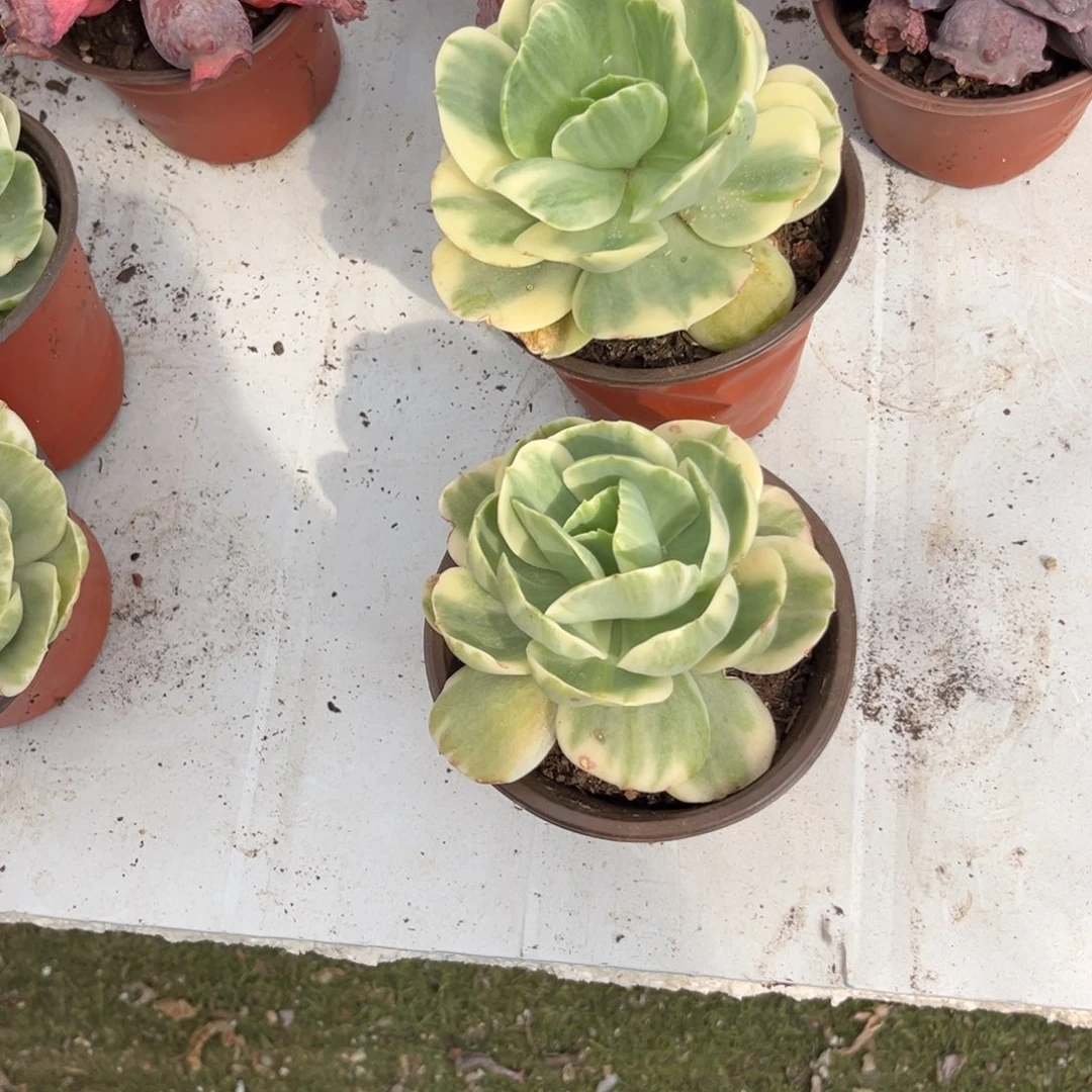 各**好鸡蛋碧桃锦多肉2颗