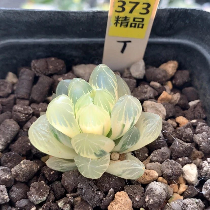 【闪购商品】373水晶杂冰川