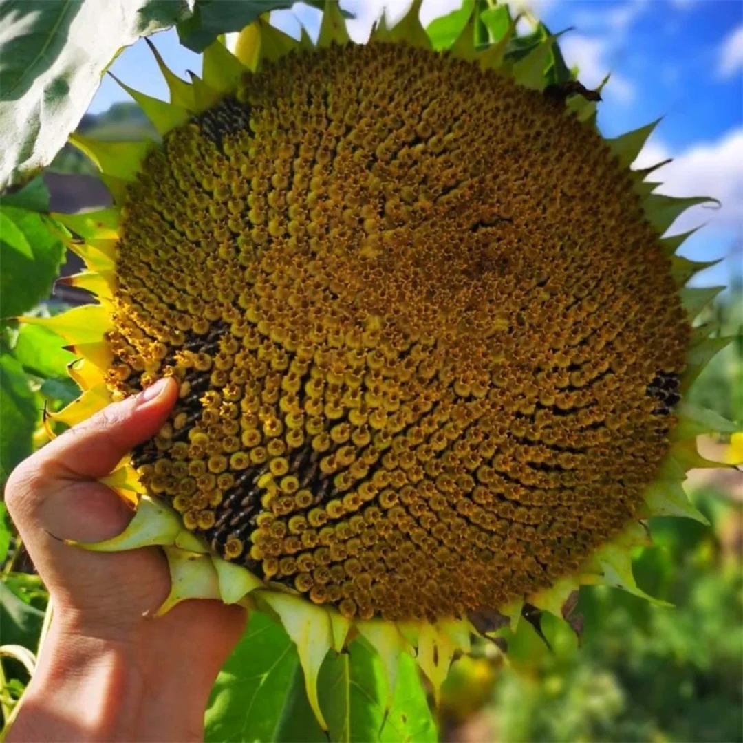 【产地直发】现摘新鲜2025带籽葵花盘原味湿葵花籽带盘瓜籽