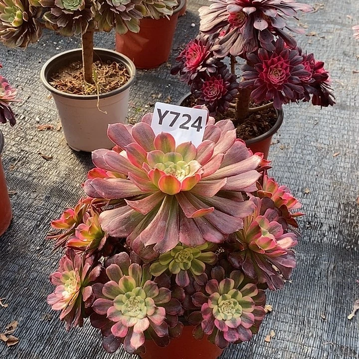 用****1无天姖724。