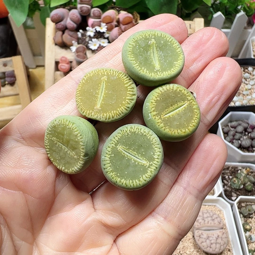 无花朵绿光阳一手包邮………………