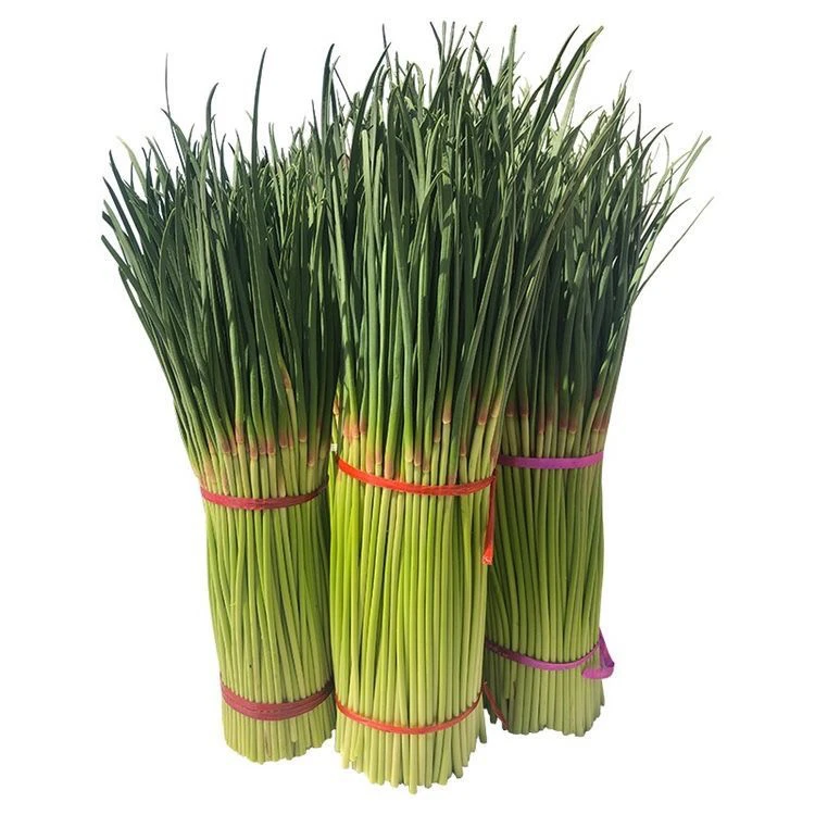 现摘新蒜薹蒜毫应季蔬菜（不怕冻，冻了可以缓过来)