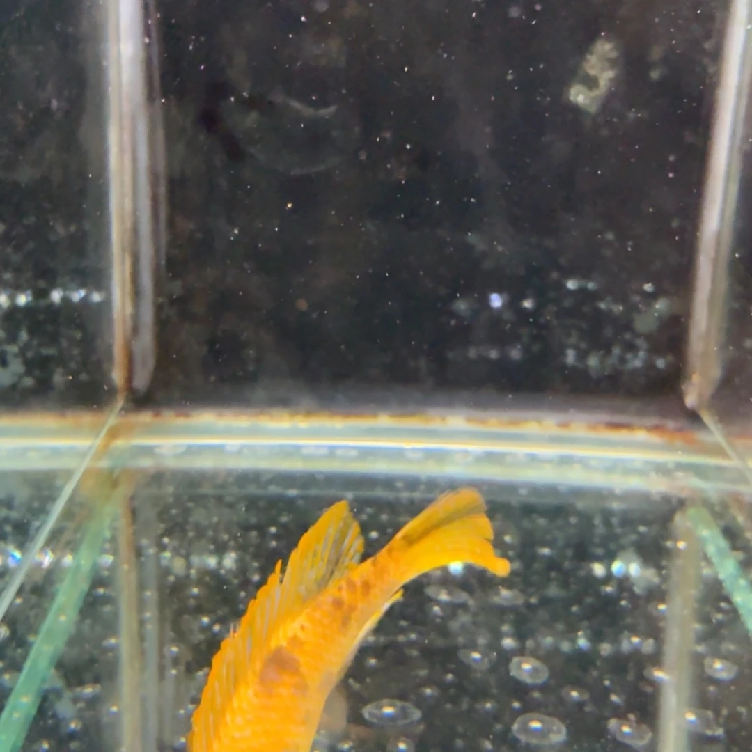 慈鲷黄金斑马mc812。