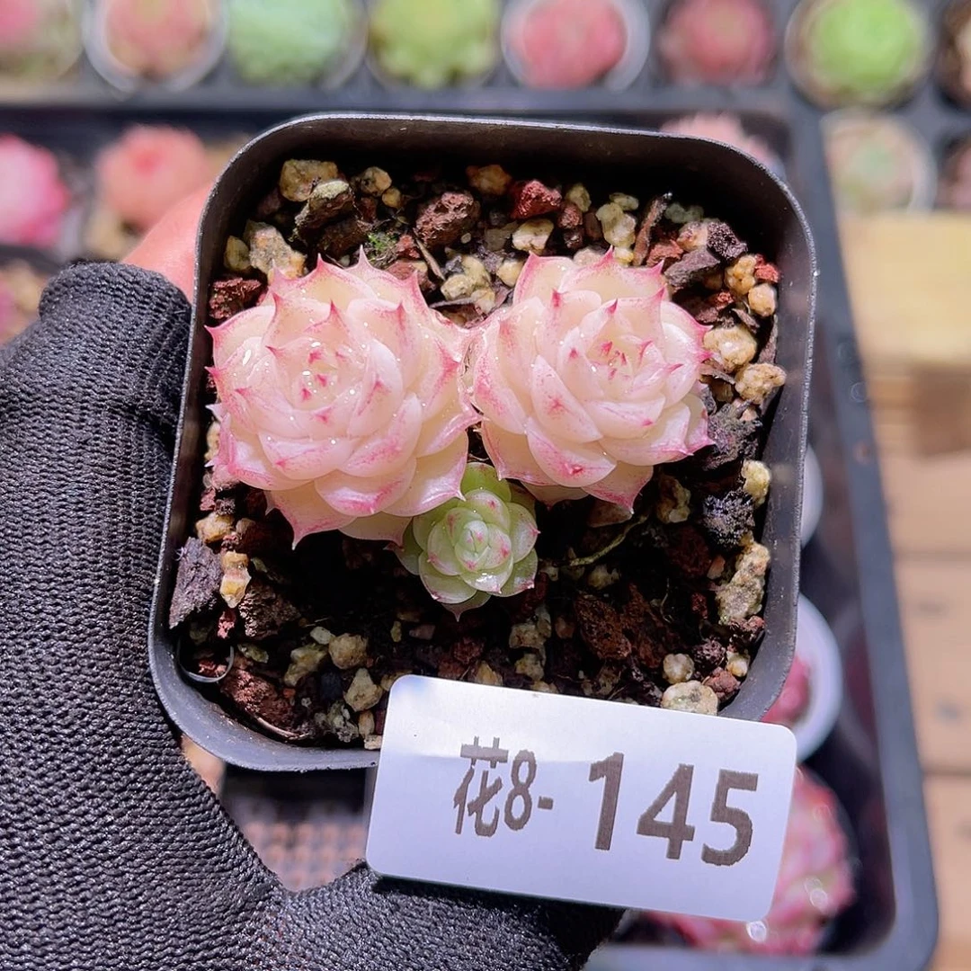 花08-145麦秆小群