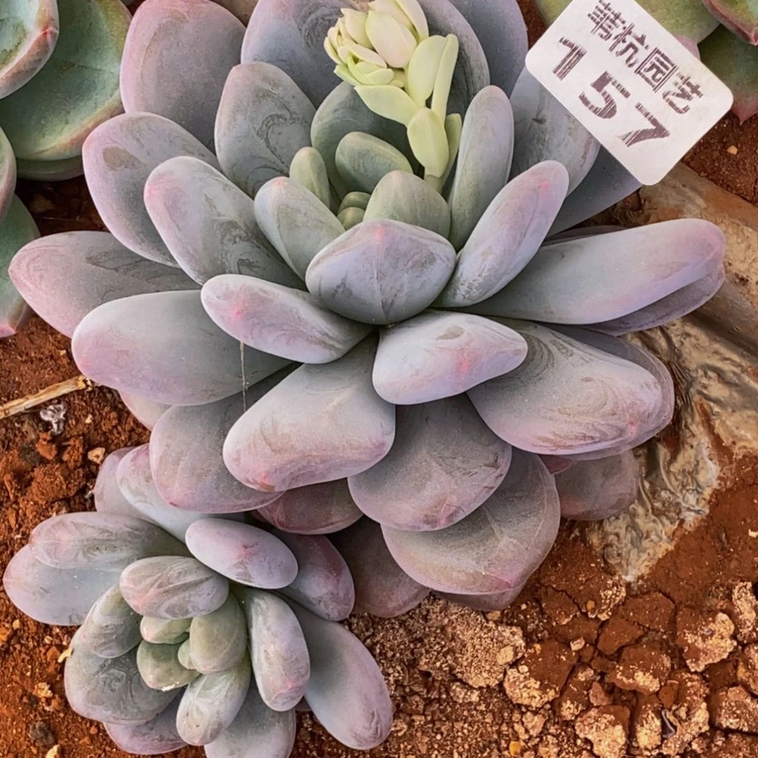 加***带157多肉植物保护研究所所长