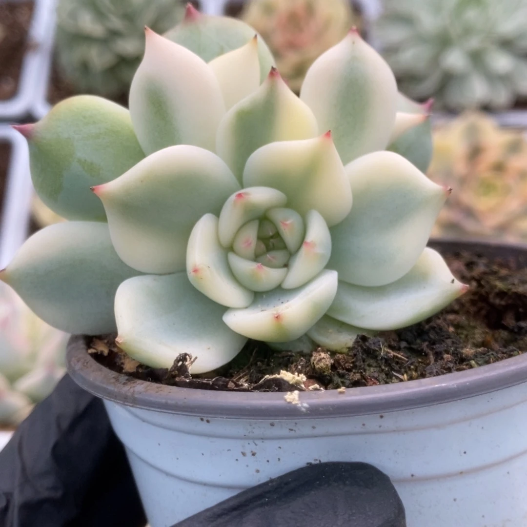 592锦锦锦锦锦锦锦锦