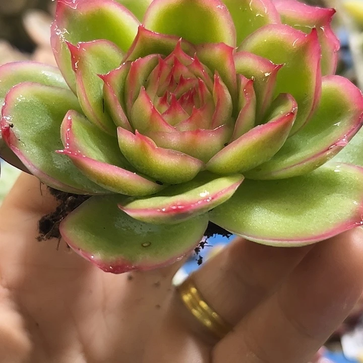 229宽叶侧影玫瑰锦炸大单头