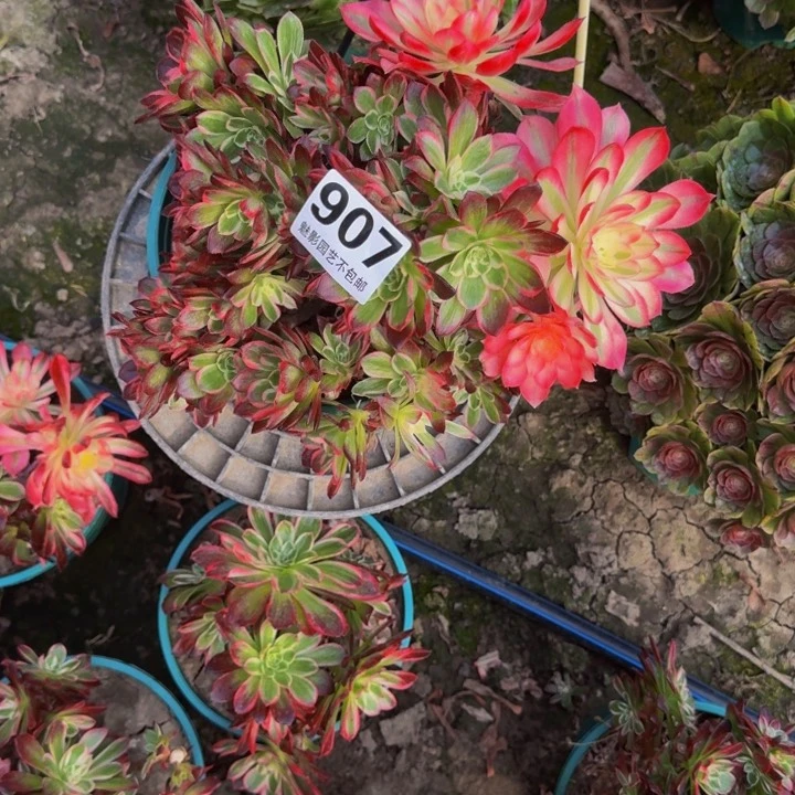 十万加29-30包邮花花