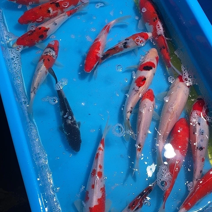 锦鲤纯种血统锦鲤鱼