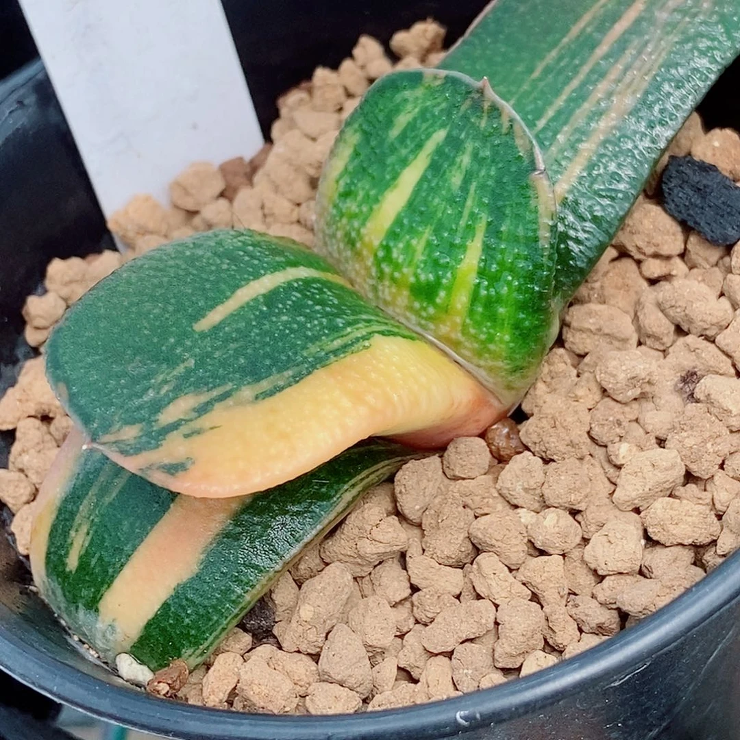 853卧牛实生锦大宽叶颗粒很好带盆发货