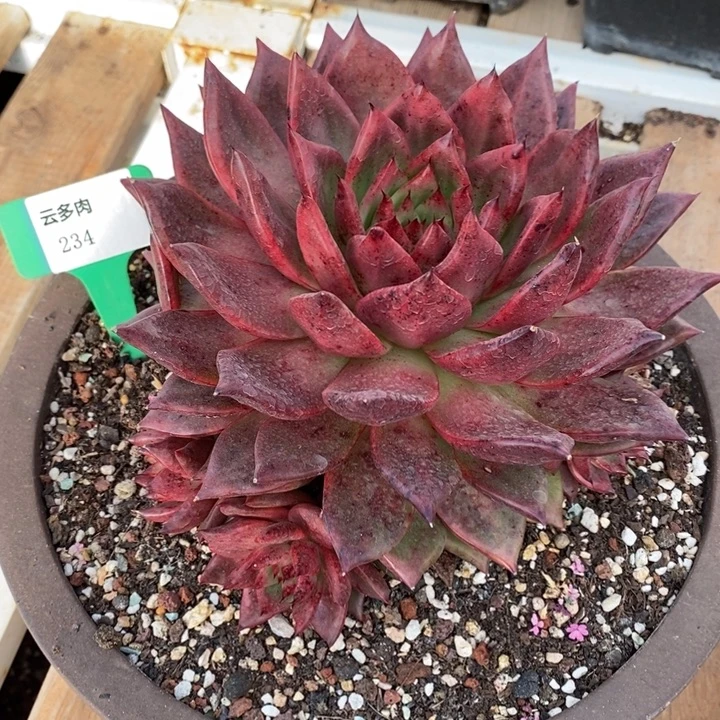 D234- 直播福利 红太阳