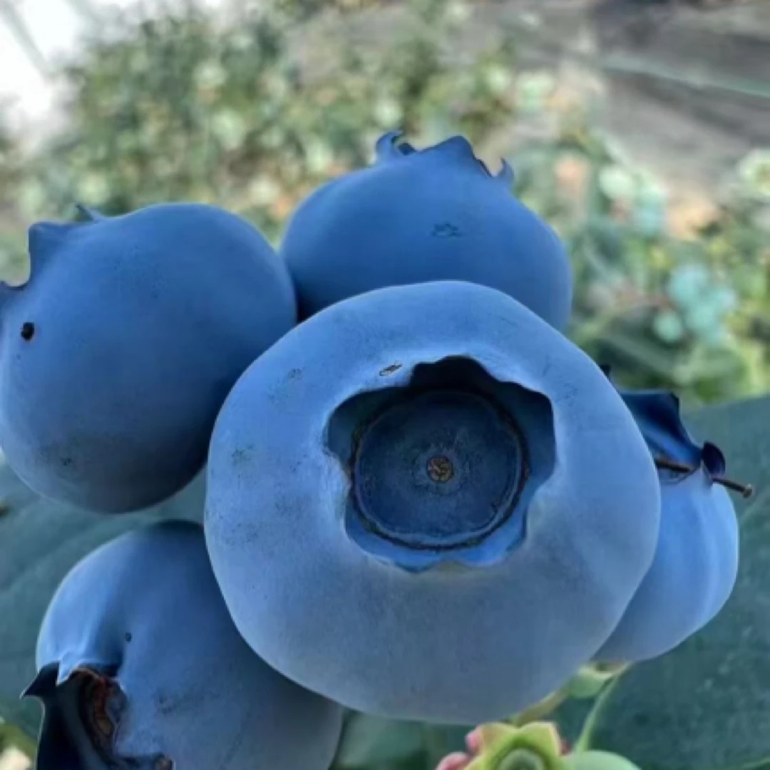 正宗的丹东蓝莓新鲜采摘丹东L-25蓝莓香甜爽口多汁