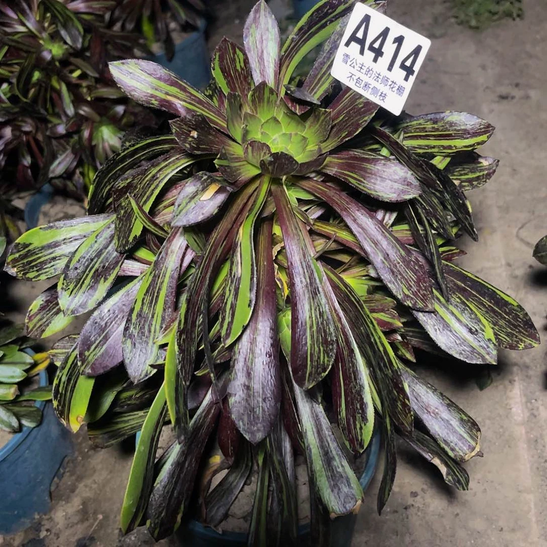 法师法师32–44包邮法师