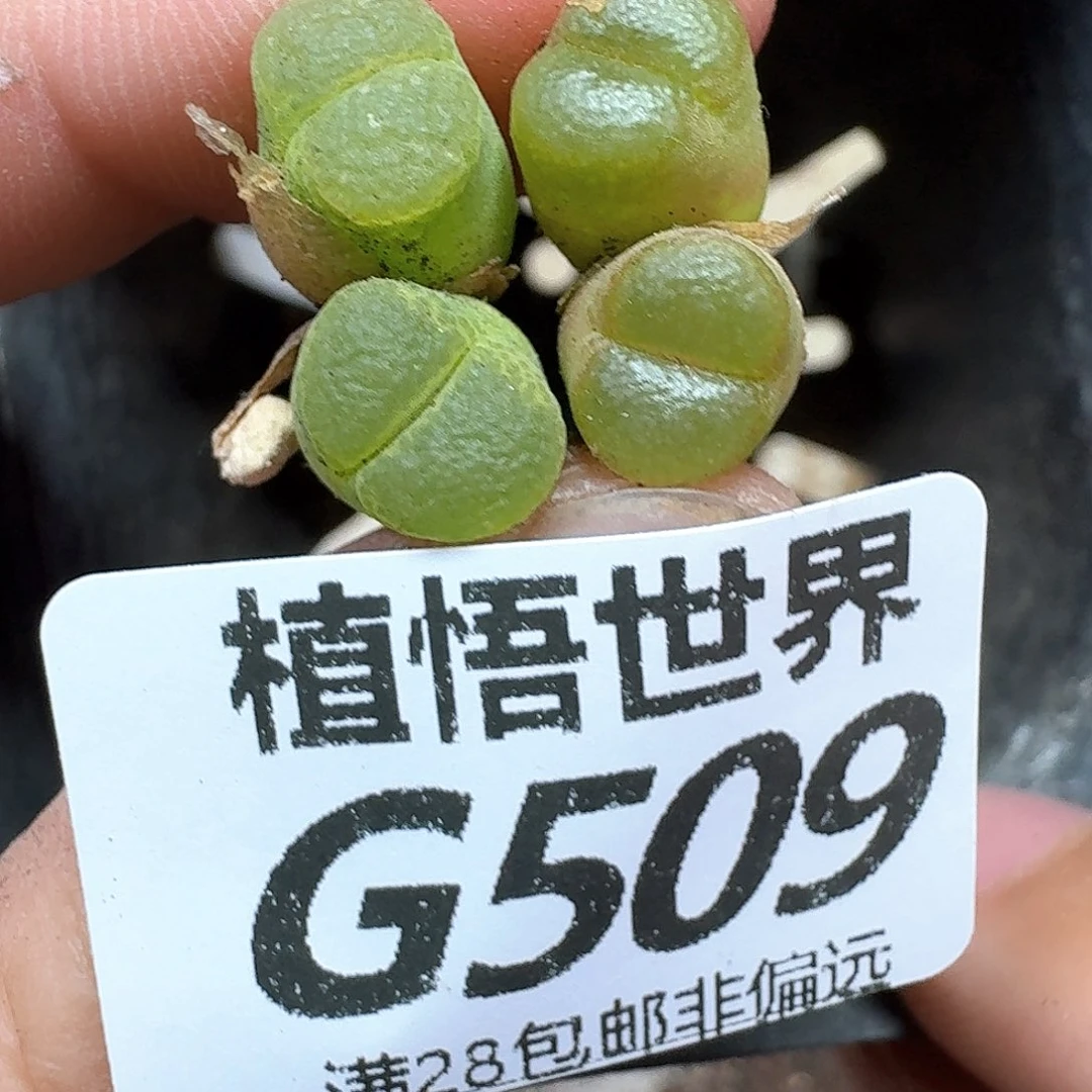 多肉植物的润泽额fg