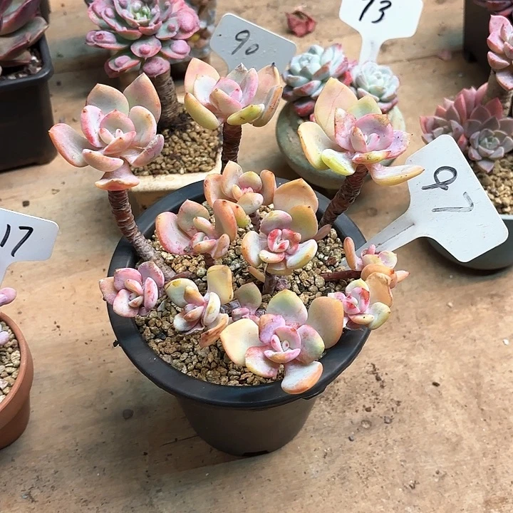 多肉植物，白月光97号