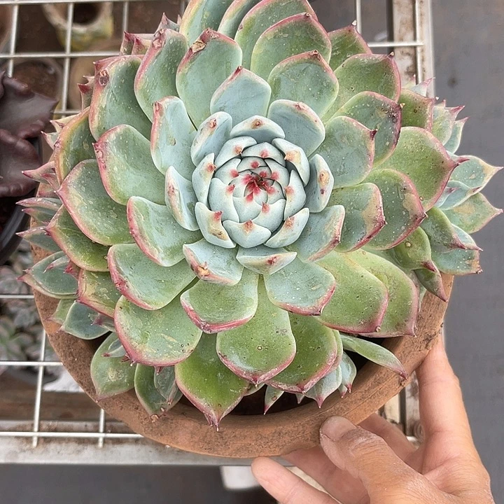 晨语多肉一物一拍吉娃娃