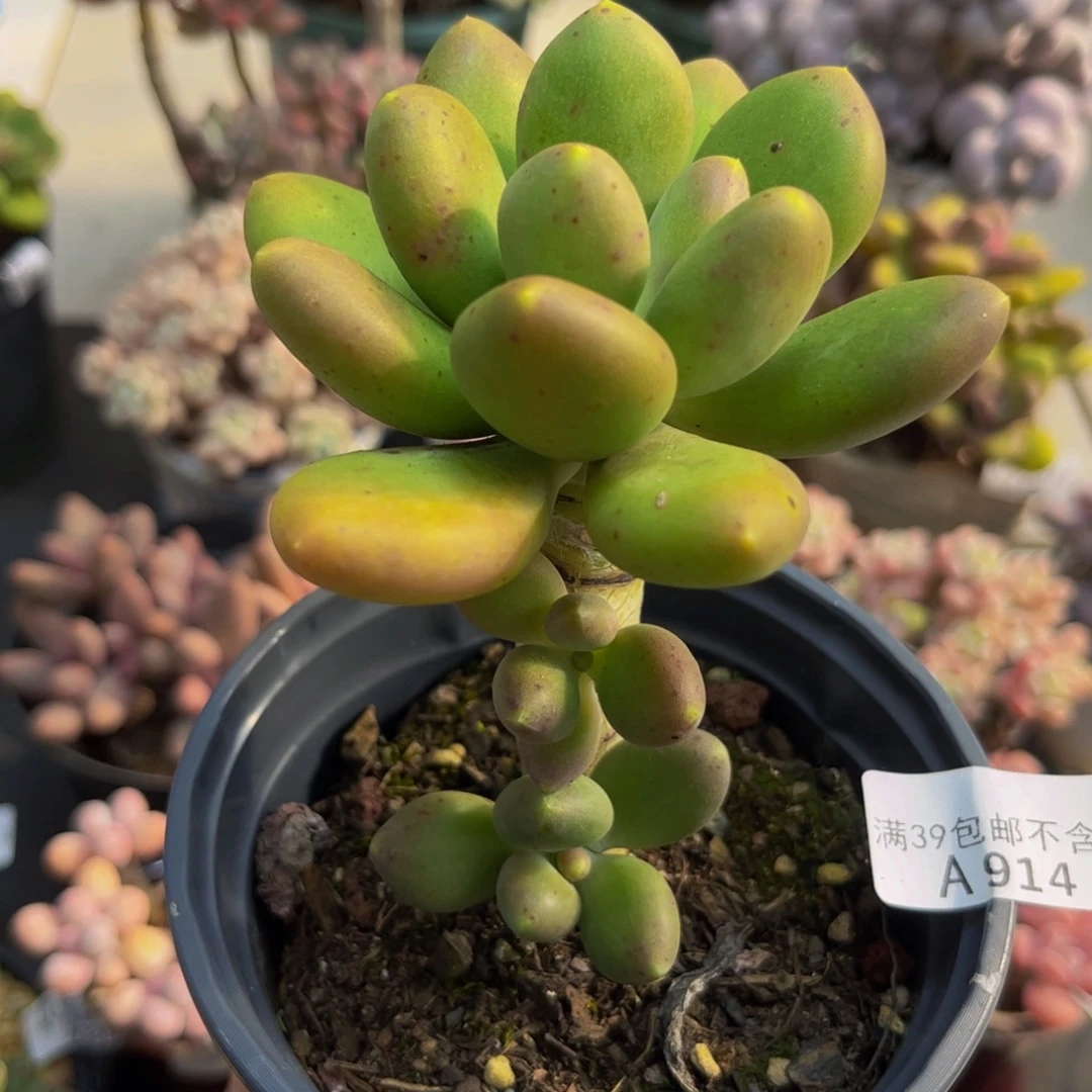 914芒果奶9cm多肉植物