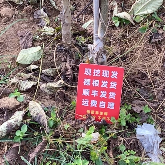 ～***～文玩核桃吊坠蛤蟆