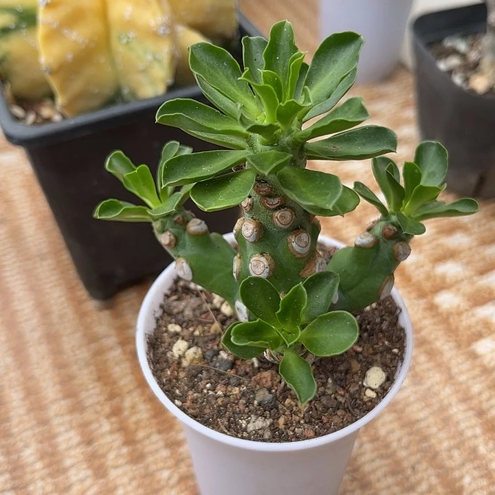 无花朵猪鼻大戟一物一拍