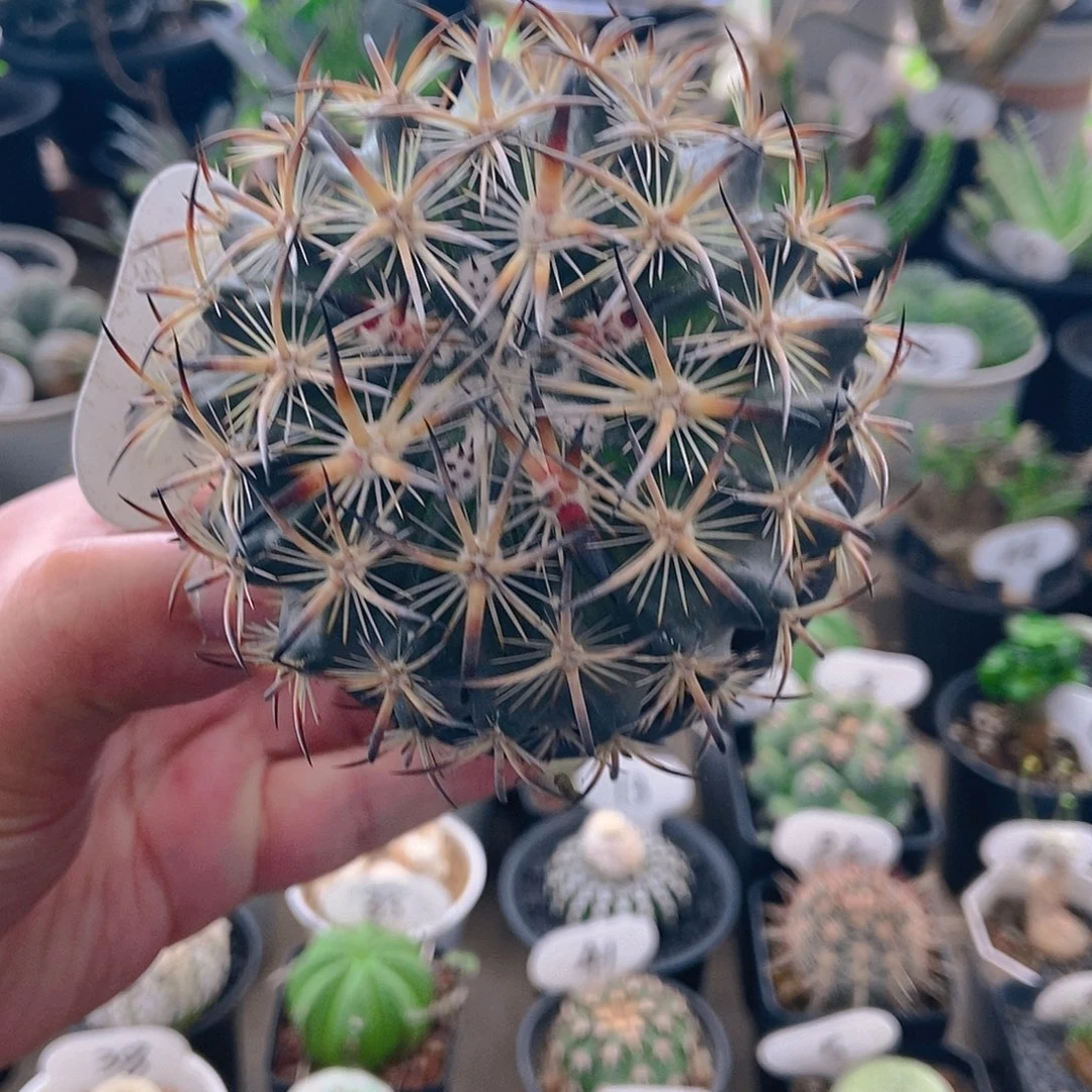 虎爪一个一物一拍