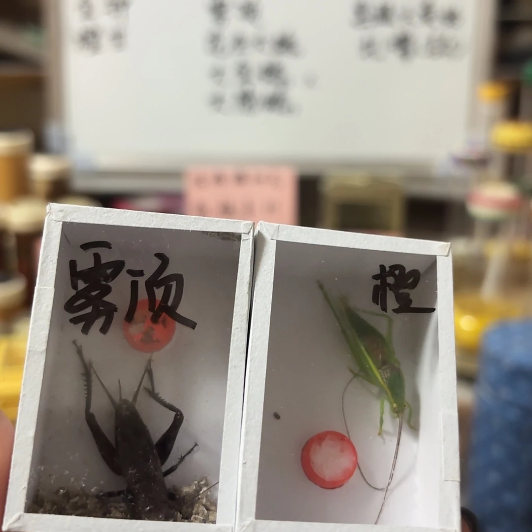 雾顶 撑甘不包断须尾