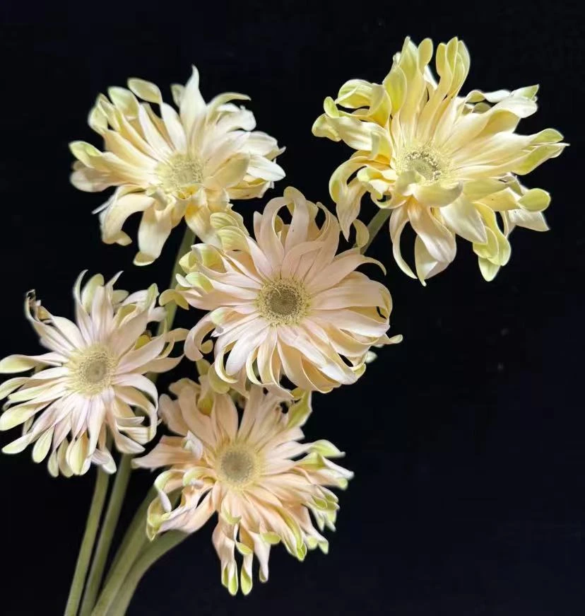 小羊【喜马拉雅非洲菊】菊科类 水养花期长 | 两单升级快递